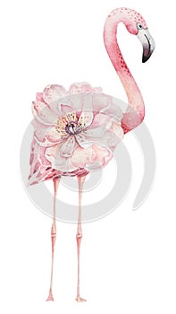 Hand drawn watercolor tropical birds set of flamingo. Exotic rose bird illustrations, jungle tree, brazil trendy art