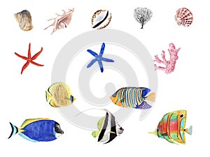 Hand Drawn watercolor tropical fish illustration set. Coral fish and sea shells isolated on white background