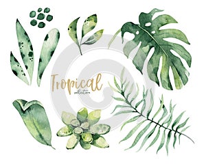 Hand drawn watercolor tropical flower and leaves. Exotic palm leaves, jungle tree, brazil tropic botany elements and