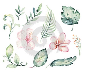 Hand drawn watercolor tropical flower set. Exotic palm leaves, jungle tree, brazil tropic botanical decoration botany