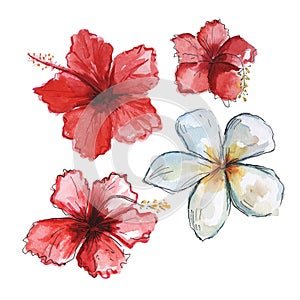 Hand drawn watercolor tropical flower set .Red Hibiscus and white Plumeria