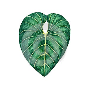 Hand drawn watercolor tropical leaf isolated on the white background