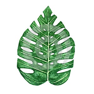 Hand drawn watercolor tropical monstera leaf on the white background