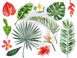 Hand drawn watercolor tropical plants