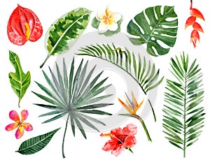 Hand drawn watercolor tropical plants photo