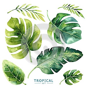 Hand drawn watercolor tropical plants set. Exotic palm leaves, j
