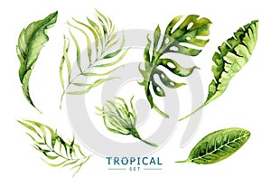 Hand drawn watercolor tropical plants set. Exotic palm leaves, j