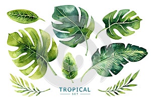 Hand drawn watercolor tropical plants set. Exotic palm leaves, j