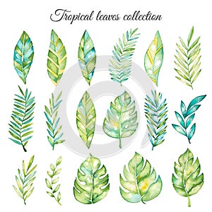 Hand drawn watercolor tropical plants set. Exotic palm leaves, jungle tree, brazil tropic botany elements.