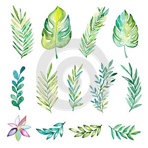 Hand drawn watercolor tropical plants set. Exotic palm leaves, jungle tree, brazil tropic botany elements.