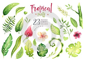 Hand drawn watercolor tropical plants set . Exotic palm leaves, jungle tree, brazil tropic botany elements and flowers