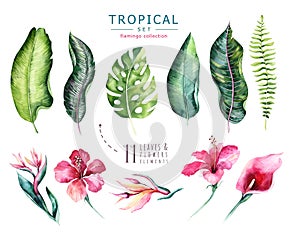 Hand drawn watercolor tropical plants set . Exotic palm leaves, jungle tree, brazil tropic botany elements and flowers