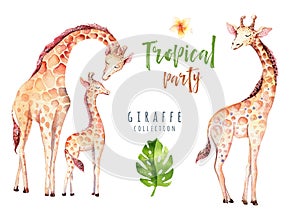 Hand drawn watercolor tropical plants set and giraffe. Exotic palm leaves, jungle tree, brazil tropic botany elements photo