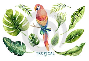 Hand drawn watercolor tropical plants set and parrot. Exotic pa