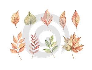 Hand drawn watercolor vector illustrations. Set of fall leaves, acorns, berries, spruce branch. Forest design elements. Hello