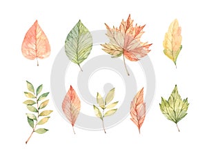 Hand drawn watercolor vector illustrations. Set of fall leaves, acorns, berries, spruce branch. Forest design elements. Hello