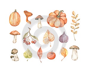 Hand drawn watercolor vector illustrations. Set of fall leaves, pumpkins, berries, mushrooms. Forest design elements. Hello Autumn