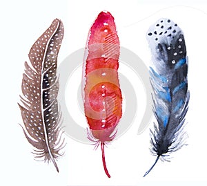 Hand drawn watercolor vibrant feather set.