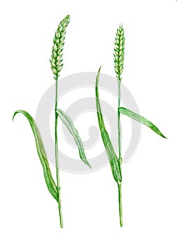 Hand drawn watercolor wheat, isolated on white background.