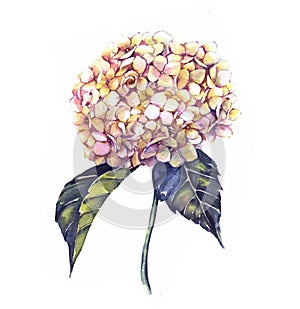Hand-drawn watercolor white hydrangea flower drawing