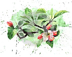 Hand drawn watercolor wild apple tree blossom