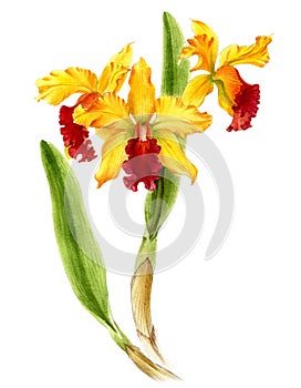 Hand drawn watercolor yellow cattleya orchid isolated on a white.