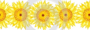 Hand drawn watercolor yellow sunflower seamless border isolated on white background. Can be used for label, tape, decoration and