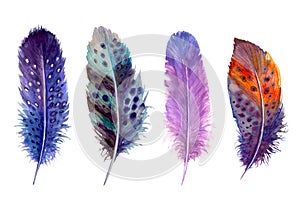 Hand drawn watercolour bird feathers vibrant boho style bright illustration