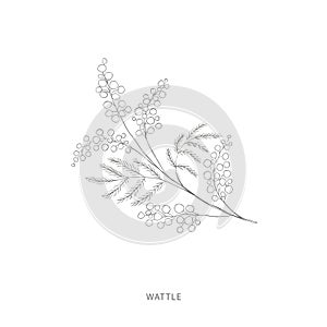 Hand drawn wattle flower.Plant design elements.