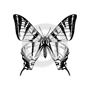 Hand drawn western tiger swallowtail butterfly