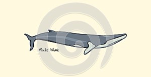 Hand drawn whale