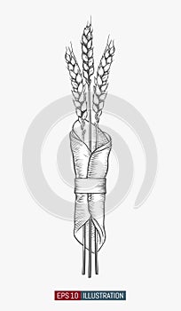 Hand drawn wheat ears on napkin. Engraved style vector illustration.