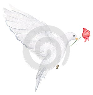Hand drawn white dove with red poppy flower. Watercolor design element for Remembrance Day, Anzac Day.