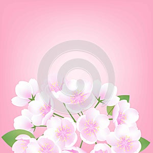 Hand drawn white flowers sakura blossom peach plant decoration illustration, pink gradient vector background