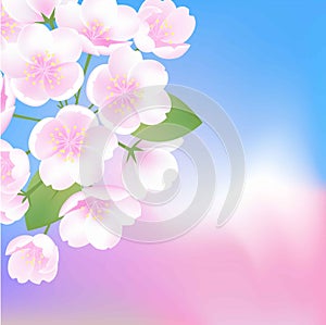 Hand drawn white flowers sakura blossom peach plant illustration on blue pink gradient background, vector web banner