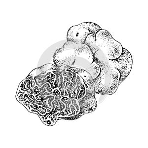 Hand drawn white truffle or tuber magnatum