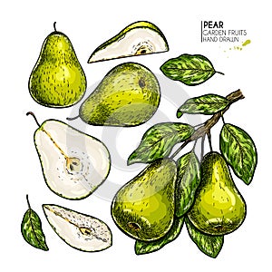 Hand drawn whole, sliced pear and branch. Vector colored engraved illustration. Juicy natural fruit. Food ingredient