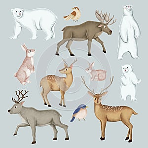 Hand-drawn wild animal set