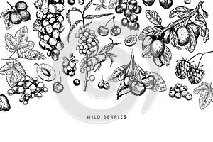 Hand drawn wild berry. Cherry, gooseberry, cranberry, raspberry, black currant, plum, rosehip, guelder rose, sea