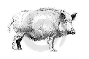 Hand drawn wild boar, sketch graphics monochrome illustration