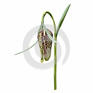 Hand drawn wild flower fritillary meleagris