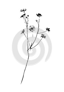 Hand drawn wild flower. Outline plant painting by ink pen. Sketch or doodle style botanical vector illustration. Black isolated on