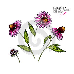 Hand drawn wild flowers. Echinacea purpurea flower. Medical herb. Vintage colored engraving. Botanical illustration