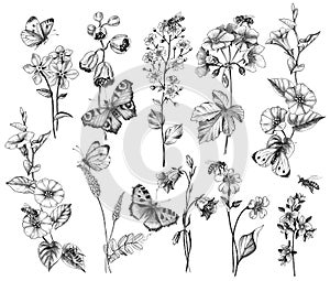 Hand Drawn Wild  Flowers and Insects