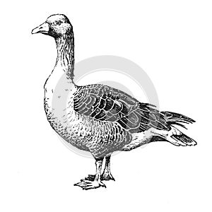 Hand-drawn wild grey goose