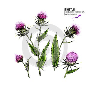 Hand drawn wild hay flower. Milk marian thistle. Medical herb. Colored engraved art. Botanical illustration. For