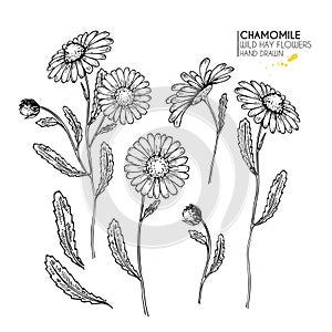 Hand drawn wild hay flowers. Chamomile or daisy flower. Vintage engraved art. Botanical illustration. Good for cosmetics, medicine