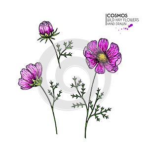 Hand drawn wild hay flowers. Cosmos or cosmea flower. Vintage engraved colored art. Botanical illustration. Good for