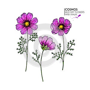 Hand drawn wild hay flowers. Cosmos or cosmea flower. Vintage engraved colored art. Botanical illustration. Good for