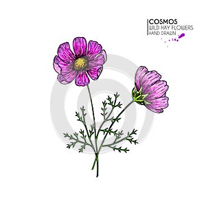 Hand drawn wild hay flowers. Cosmos or cosmea flower. Vintage engraved colored art. Botanical illustration. Good for